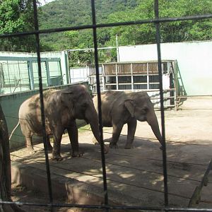BioParque Zoo Pomerode - Asian elephants