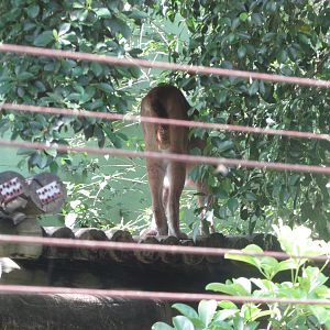 BioParque Zoo Pomerode - Cougar