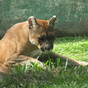 BioParque Zoo Pomerode - Another cougar