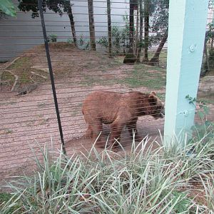 BioParque Zoo Pomerode - Brown bear
