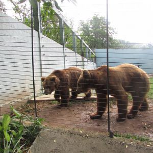 BioParque Zoo Pomerode - Brown bears