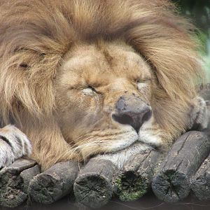 BioParque Zoo Pomerode - Angolan lion