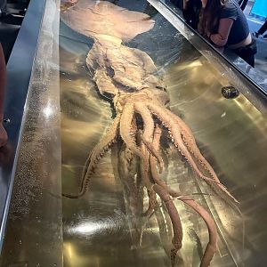 Colossal squid (Mesonychoteuthis hamiltoni)