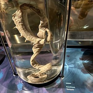 Colossal Squid (Tentacle)