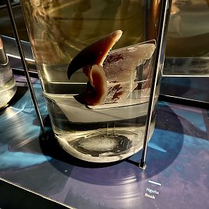 Colossal Squid (Beak)