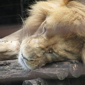 BioParque Zoo Pomerode - Another Angolan lion