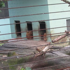 BioParque Zoo Pomerode - Sleeping Angolan lions