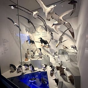 New Zealand Sea Birds