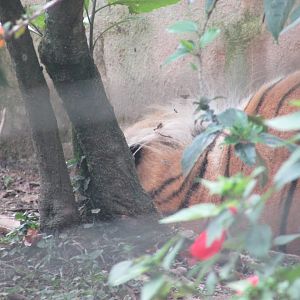 BioParque Zoo Pomerode - Sleeping Siberian tiger