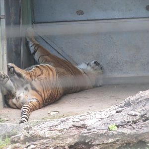BioParque Zoo Pomerode - Another sleeping Siberian tiger