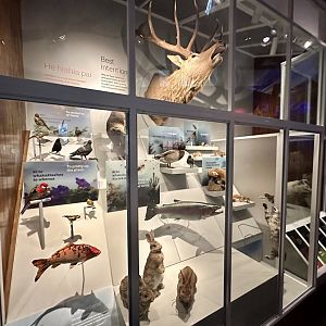 New Zealand Introduced Pests