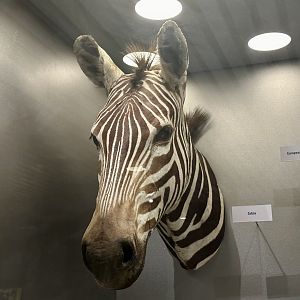 Plains zebra (Equus quagga)