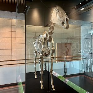 Phar Lap (Australian/New Zealand Racehorse)