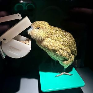 Kakapo (Strigops habroptilus)