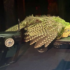 Kakapo - Mating Lure