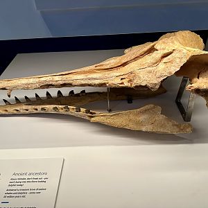 Shark-toothed Dolphin (Skull) - Model