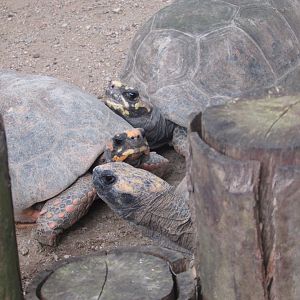 BioParque Zoo Pomerode - Tortoises