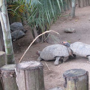 BioParque Zoo Pomerode - Mating tortoiees