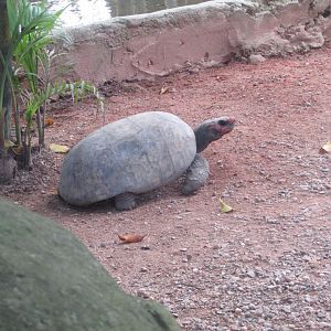 BioParque Zoo Pomerode - Tortoise