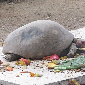 BioParque Zoo Pomerode - Eating red-footed tortoise