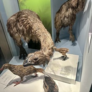 Stout-legged Moa (Adult) - Model