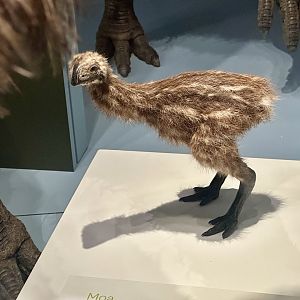 Stout-legged Moa (Chick) - Model
