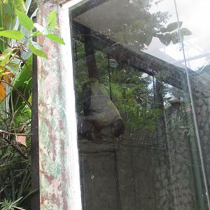 BioParque Zoo Pomerode - Humdbolt's woolly monkey