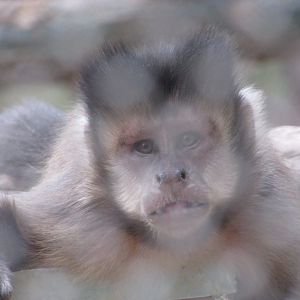 BioParque Zoo Pomerode - Horned capuchin