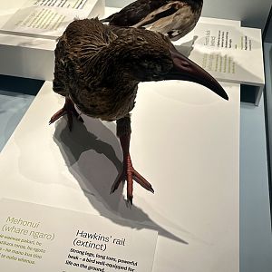 Hawkins’ Rail (Adult) - Model