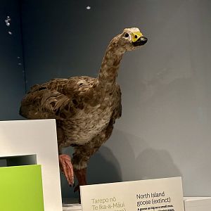 North Island Goose (Adult) - Model