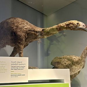 South Island Adzebill (Adult) - Model