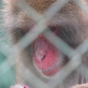 BioParque Zoo Pomerode - Japanese macaque close-up