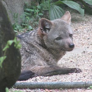 BioParque Zoo Pomerode - Crab-eating fox