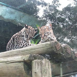 BioParque Zoo Pomerode - Ocelots