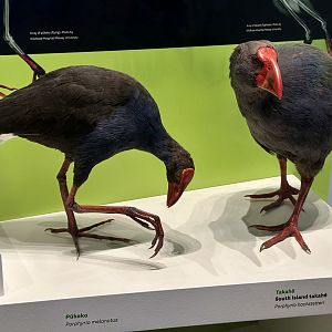 Pukeko/South Island Takahe