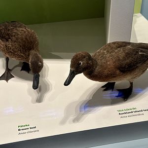 Brown Teal/Auckland Island Teal