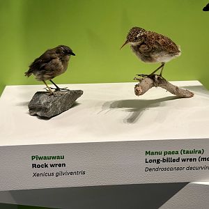 Rock Wren/Long-billed Wren