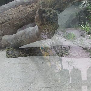 BioParque Zoo Pomerode -Yellow anaconda