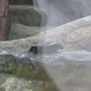 BioParque Zoo Pomerode - Red-eared slider