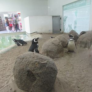 BioParque Zoo Pomerode - Penguin
