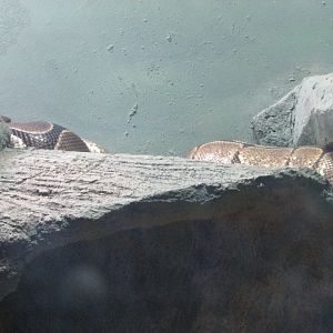 BioParque Zoo Pomerode - Hiding ball python