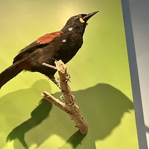 North Island saddleback (Philesturnus rufusater)