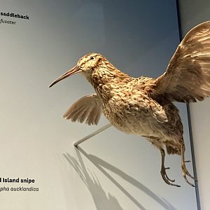 Auckland Island snipe (Coenocorypha aucklandica aucklandica)