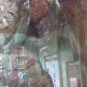 BioParque Zoo Pomerode - Green anaconda