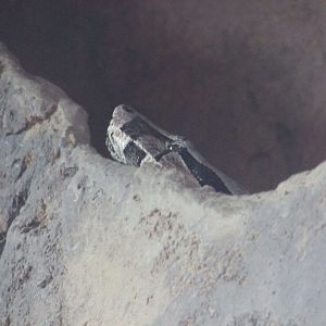 BioParque Zoo Pomerode - Boa constrictor