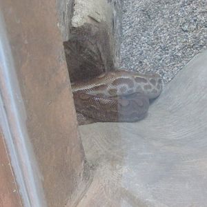 BioParque Zoo Pomerode - Rainbow boa species?