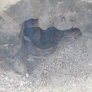 BioParque Zoo Pomerode - Rainbow boa species?