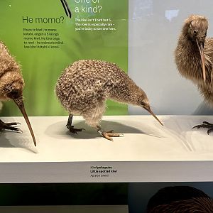 Great Spotted Kiwi/Little Spotted Kiwi/Southern Brown Kiwi
