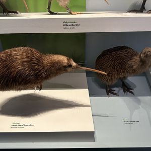 North Island Brown Kiwi/Okarito Brown Kiwi