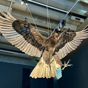 Haast’s Eagle (Adult) - Model